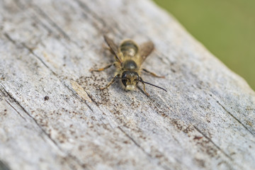 Mason Bee on Wood in Springtime