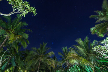 palm trees in the night with stars in dark sky