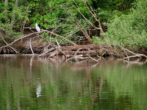 Graureiher im Ge&auml;st auf einer INsel im See