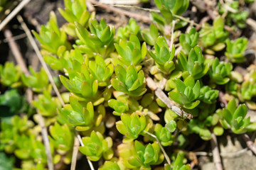 Gold Moss Stonecrop Leaves in Springtime