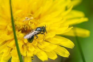 Small Carpenter Bee on Dandelion Flower