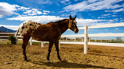young horse in a pen on a southern house ranch