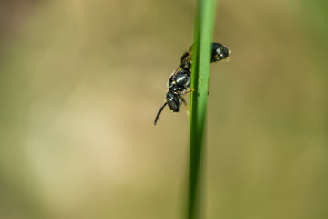 Small Carpenter Bee on Leaf in Springtime
