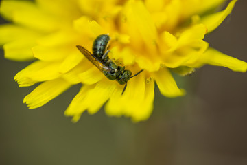 Small Carpenter Bee on Dandelion Flower
