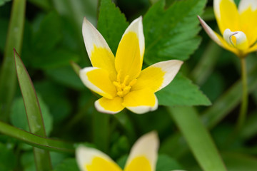 Late Tulip Flower in Springtime