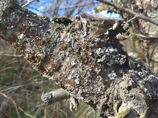 Natural Gray Old Tree Bark with lush Green Moss and Lichens .