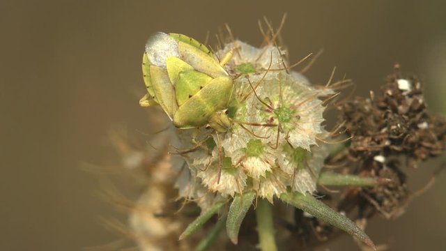 Large green bug sits on dry stem of grass. Pentatomidae is family of insects belonging to order Hemiptera, generally called shield bugs or stink bugs