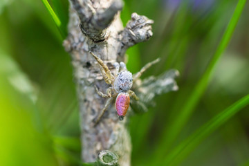 Paradise Spider in Springtime