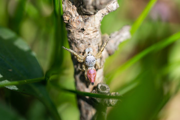 Paradise Spider in Springtime