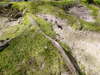 Roots covered with moss in the forest. Photographed on a sunny day in the spring in the Ukrainian