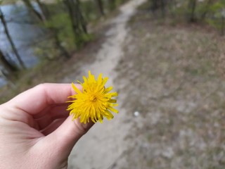 Hand holding a dandelion flower