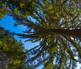bottom view of a tree against a blue sky
