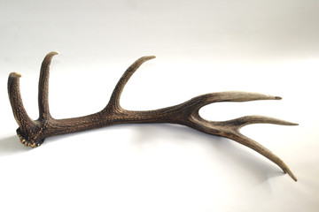 Obraz premium the horn of a deer on white background, texture of the horns