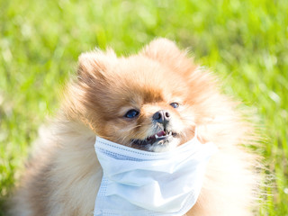 Cute red spitz in a mask of surgical medicine on nature on a summer day