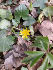 Yellow Ficaria verna Ranunculus ficaria growing in the forest.