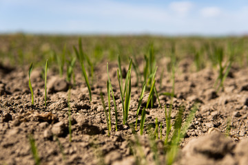 Young wheat seedlings growing on a field in a black soil. Spring green wheat grows in soil. Close up on sprouting rye on a agriculture field in a sunny day. Sprouts of rye. Agriculture.