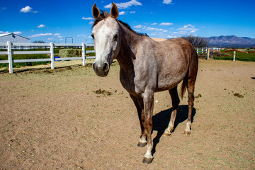 horse in the field in Arizona
