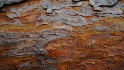 Background from fresh young pine tree bark of yellow-gray-orange tones.