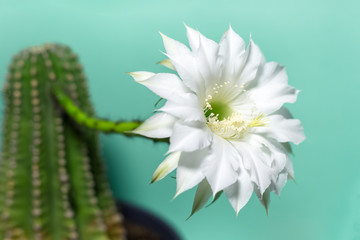 Studio portrait of green cactus with white flower in pot, on background of aqua menthe color.
