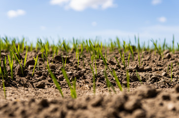 Young wheat seedlings growing on a field in a black soil. Spring green wheat grows in soil. Close up on sprouting rye on a agriculture field in a sunny day. Sprouts of rye. Agriculture.