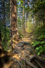 path among tree roots in summer forest
