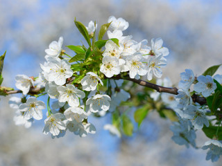 Cherry Blossom