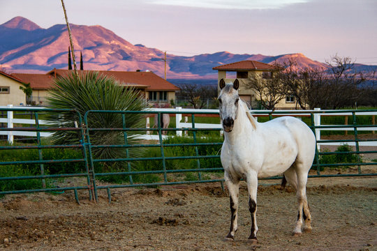 An Arabian horse in a pen with mountains in the background at sunset