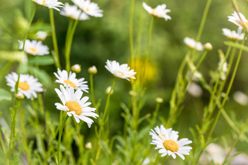 Daisies in the field close-up in summer