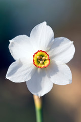 Spring daffodil beautiful white flower
