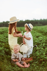 Three young caucasian children dressed in linen harvest strawberries in the field and have fun