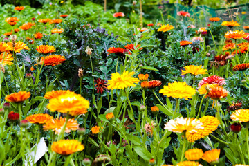 yellow flowers in the garden