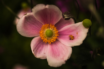 anemonas