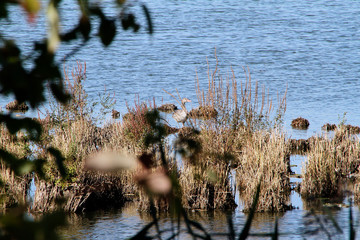 Lake, Breitungen Lake, Nature reserve, Breitungen, Thueringen, Germany, Europe