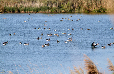 Lake, Breitungen Lake, Nature reserve, Breitungen, Thueringen, Germany, Europe