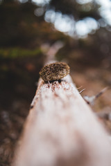Obraz premium mushroom on the tree