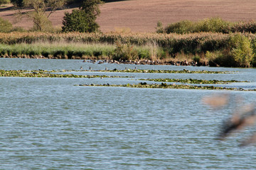 Lake, Breitungen Lake, Nature reserve, Breitungen, Thueringen, Germany, Europe