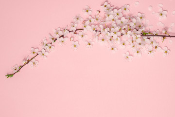 Obraz na płótnie Canvas Framework from spring cherry blossoms on pastel pink background. Flat lay. Copy space. Top view