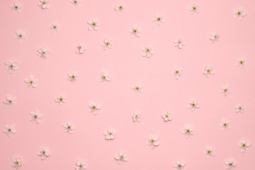 Framework from spring cherry blossoms on pastel pink background. Flat lay. Copy space. Top view