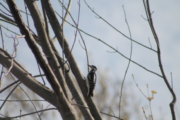 woodpecker