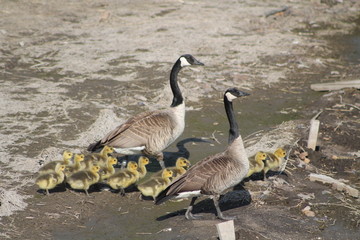 Big Canada goose family