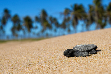 Hatchling loggerhead sea turtle (caretta caretta) crawling on the sand to the sea after leaving the nest at the beach on Bahia coast, Brazil, with coconut palm tree background