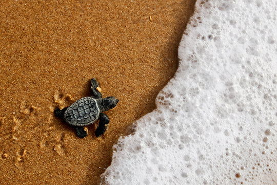 Hatchling newborn loggerhead sea turtle (caretta caretta) crawling on the sand to the sea after leaving the nest at the beach on Bahia coast, Brazil, with foamy wave, top view