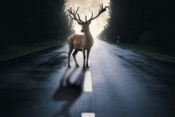 Hirsch steht auf einer Straße im Wald mit Mond im Hintergrund