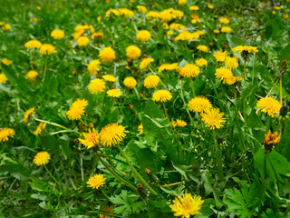 Lots of Dandelion Flowering on Meadow