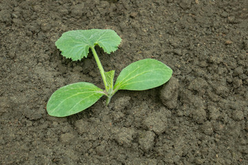 Squash seedling planted in the ground