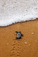Tuinposter Hatchling newborn loggerhead sea turtle (caretta caretta) crawling on the sand to the sea after leaving the nest at the beach on Bahia coast, Brazil, with foamy wave, top view © Salty View