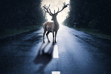 Großer Hirsch steht auf einer dunklen nassen Straße. Im Hintergrund Vollmond und Wald