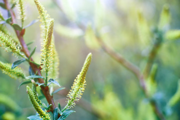 sprig of salix viminalis closeup. abstract spring background, flowering trees