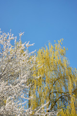 Blossoming white and yellow colored trees in daylight in front of the blue sky with copy space. Beautiful floral image of spring nature panoramic view.