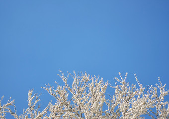 Fruit tree blooms in spring with white flowers on a background of blue sky. Concept of spring mood, awakening nature with copy space.
